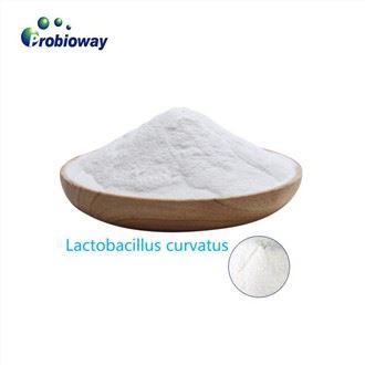 Muzlatib quritish Lactobacillus Jensenii