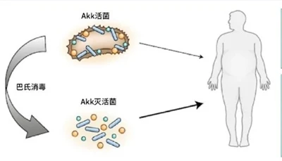 AKK postbiotiklari ishlaydimi?
